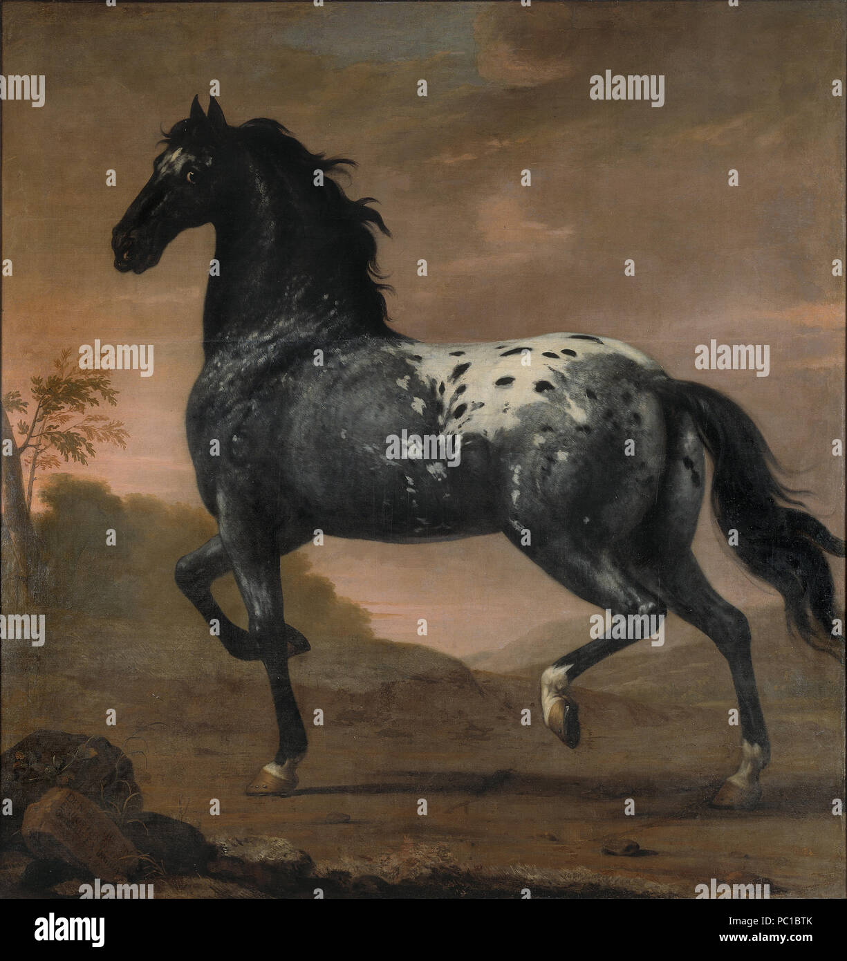 David Klöcker Ehrenstrahl. Tillskriven: Karl XI:s livhäst Blå Tigern. 1673. NMGrh 131 53 Karl Xè livhäst Blå Tigern (David Klöcker Ehrenstrahl) - Nationalmuseum - 14800 Foto Stock