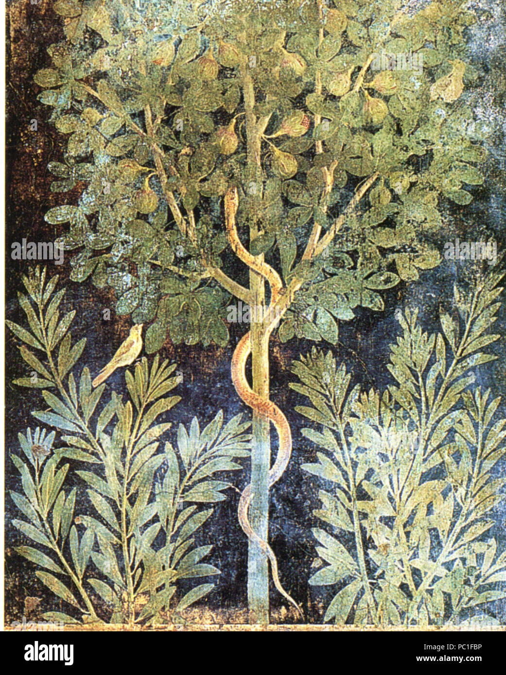 492 pompei - Casa del frutteto - Fig Tree Foto Stock