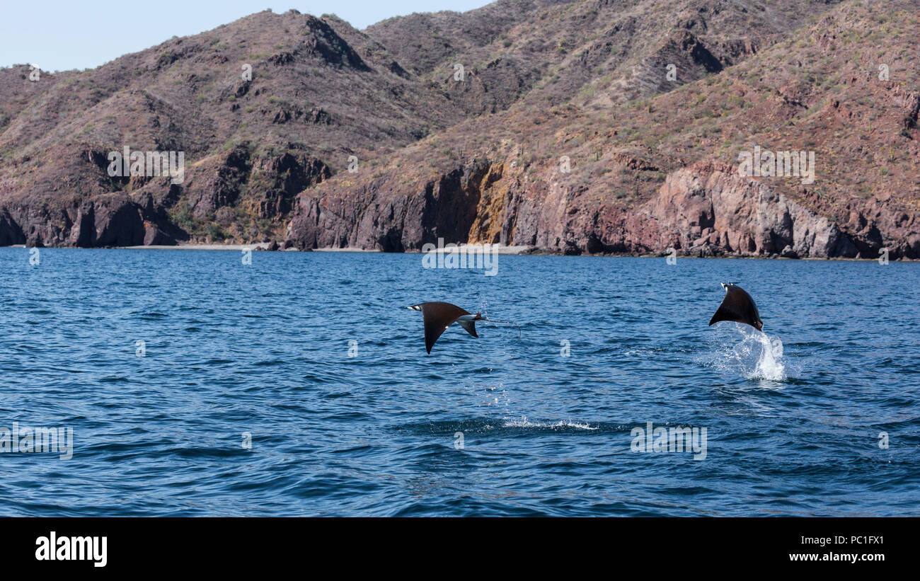 Adulto del Munk pigmeo Devil Rays, Mobula munkiana, saltando vicino a Isla Danzante, Baja California Sur, Messico. Foto Stock