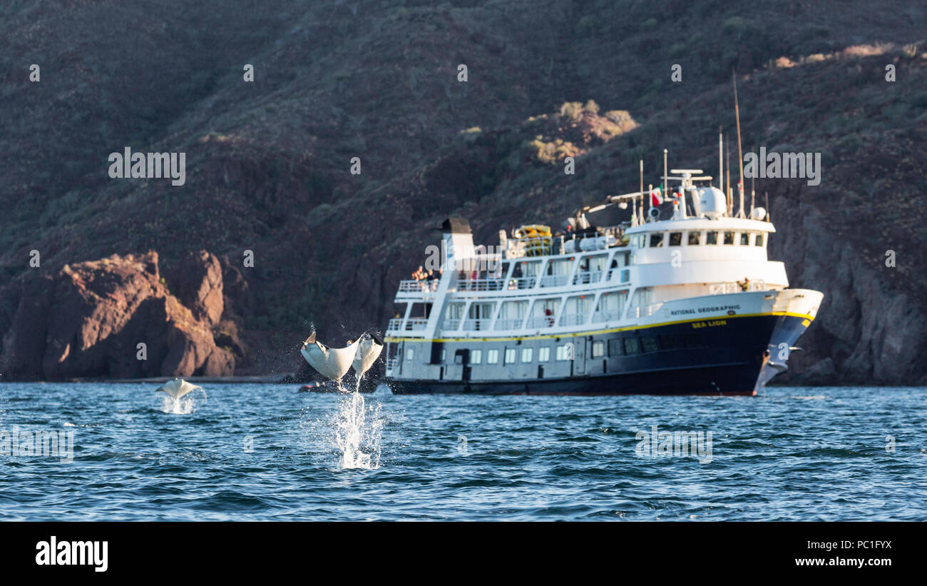 Adulto del Munk pigmeo Devil Rays, Mobula munkiana, saltando vicino NG Sea Lion, Isla Danzante, BCS, Messico. Foto Stock