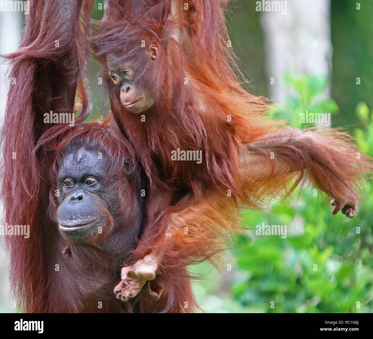 Paignton Zoo, Devon, Inghilterra: Madre e figlia Orangutani condividere un po 'di tempo di legame nel loro recinto zoo Foto Stock