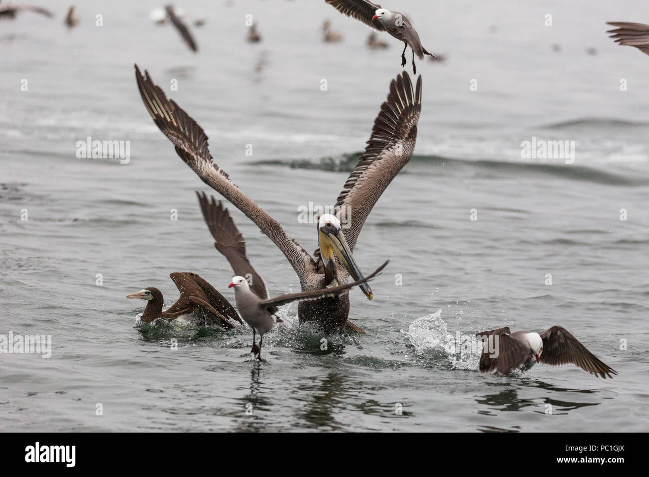 Adulto brown pelican, Pelecanus occidentalis, perdendo una sardina, Isla San Lorenzo, Baja California, Messico. Foto Stock