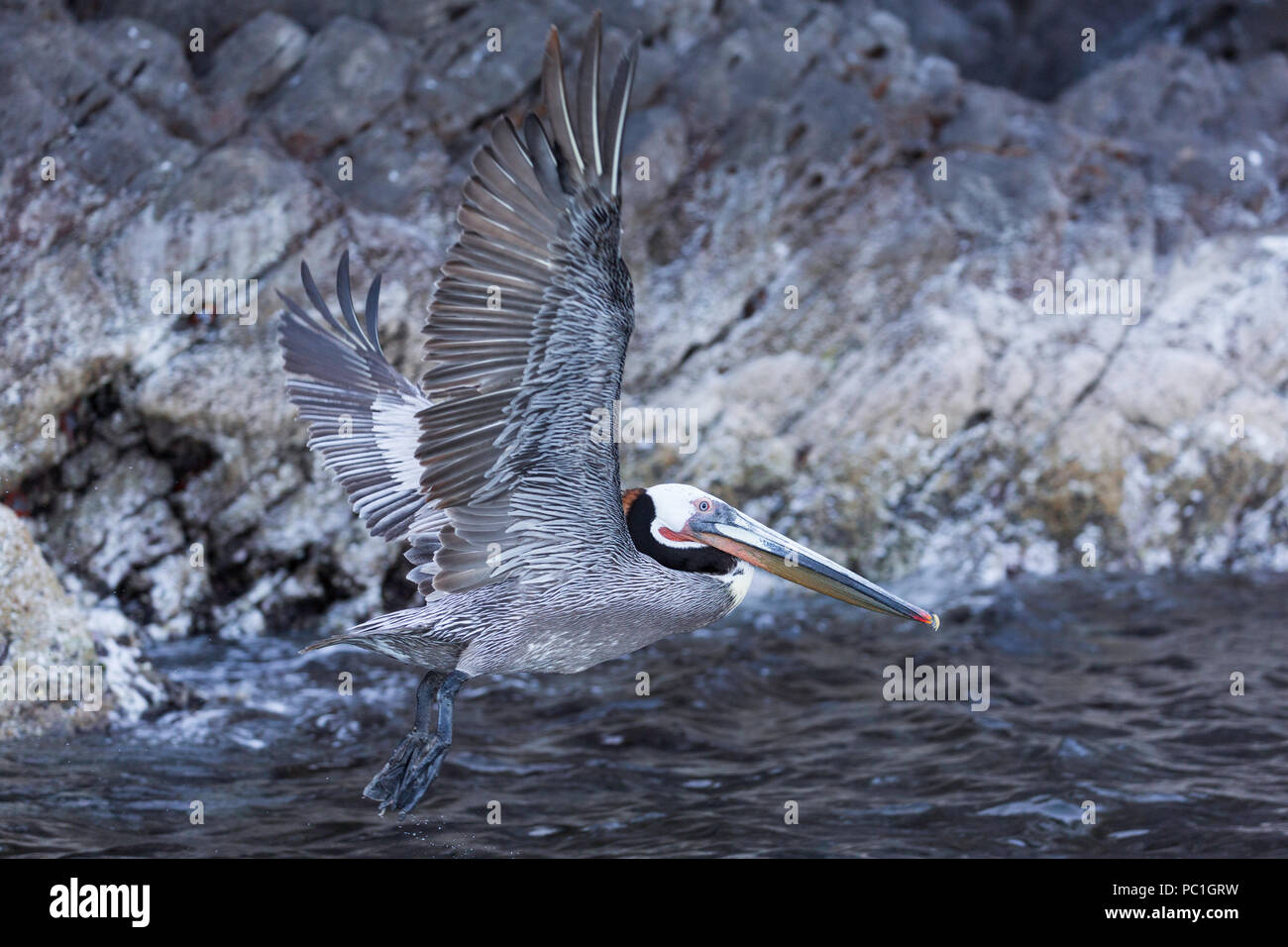 Brown pelican, Pelecanus occidentalis, in volo, Isla San Pedro Martir, Baja California, Messico. Foto Stock