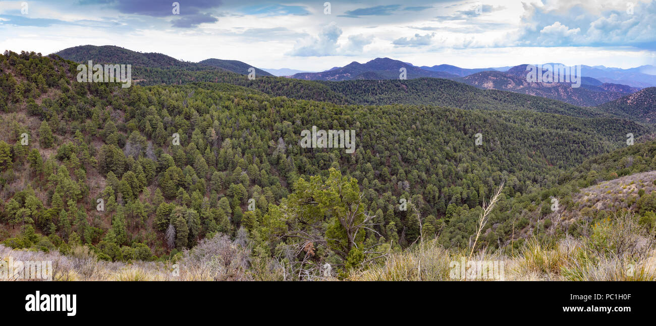 Apache Sitgreaves National Forest, Greenleed Co., AZ Foto Stock