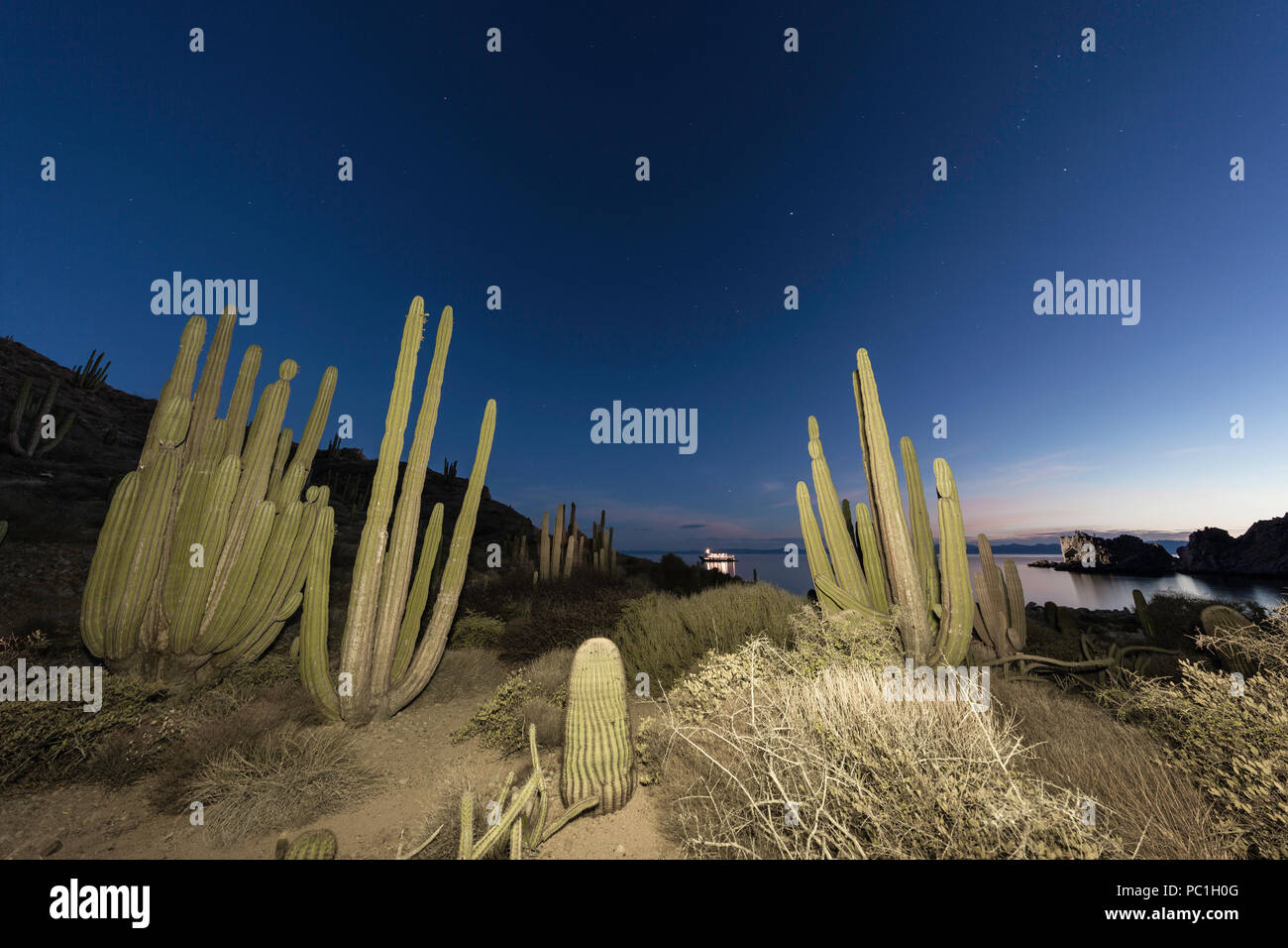 Il gigante messicano cardon, Pachycereus Pringlei, di notte, Isla Santa Catalina, Baja California Sur, Messico. Foto Stock