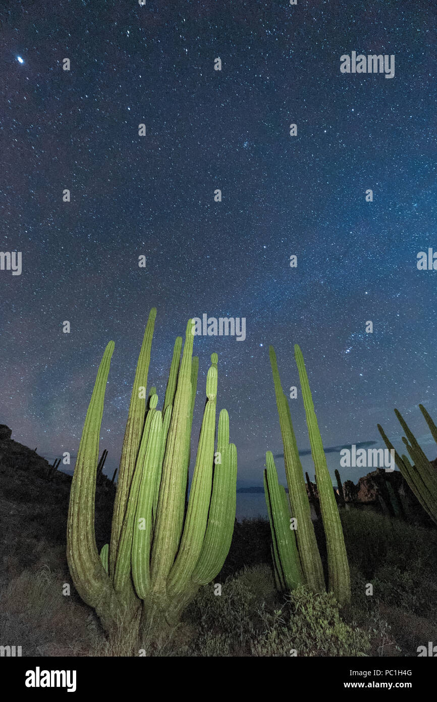 Il gigante messicano cardon, Pachycereus Pringlei, di notte, Isla Santa Catalina, Baja California Sur, Messico. Foto Stock