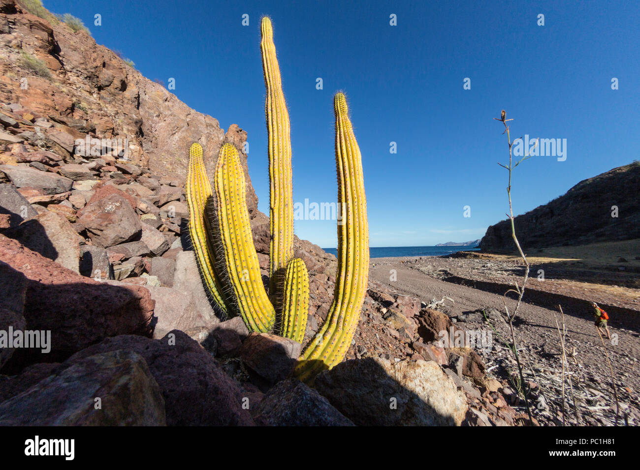 Il gigante messicano cardon, Pachycereus Pringlei, Gull Rock, Baja Peninsula, BCS, Messico. Foto Stock