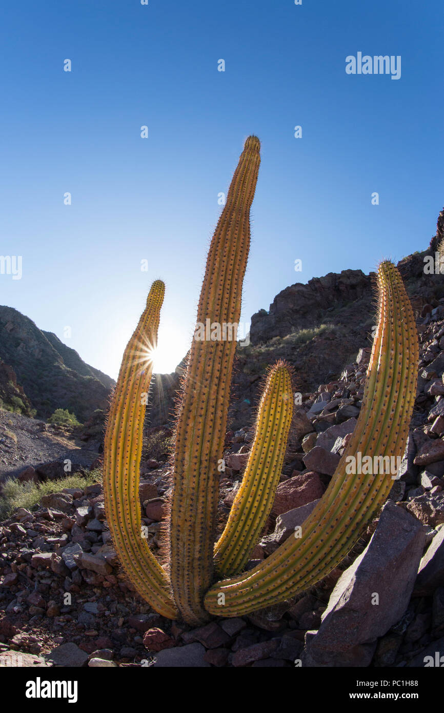 Il gigante messicano cardon, Pachycereus Pringlei, Gull Rock, Baja Peninsula, BCS, Messico. Foto Stock