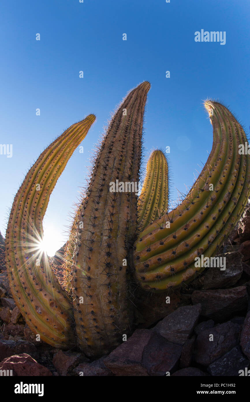 Il gigante messicano cardon, Pachycereus Pringlei, Gull Rock, Baja Peninsula, BCS, Messico. Foto Stock