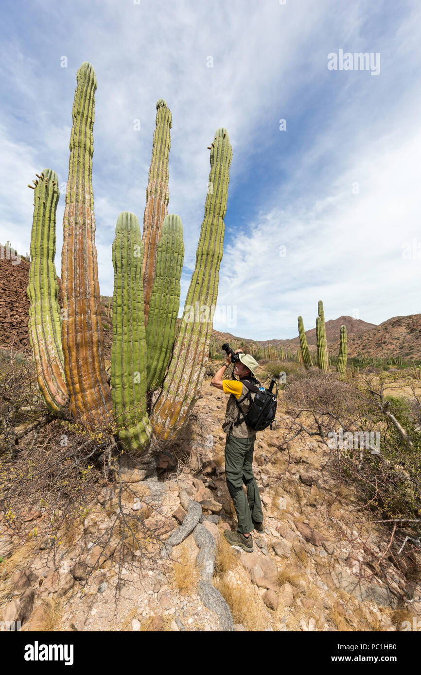 Fotografo Messicano con cardon, Pachycereus Pringlei, Isla San Esteban, Baja California, Messico. Foto Stock