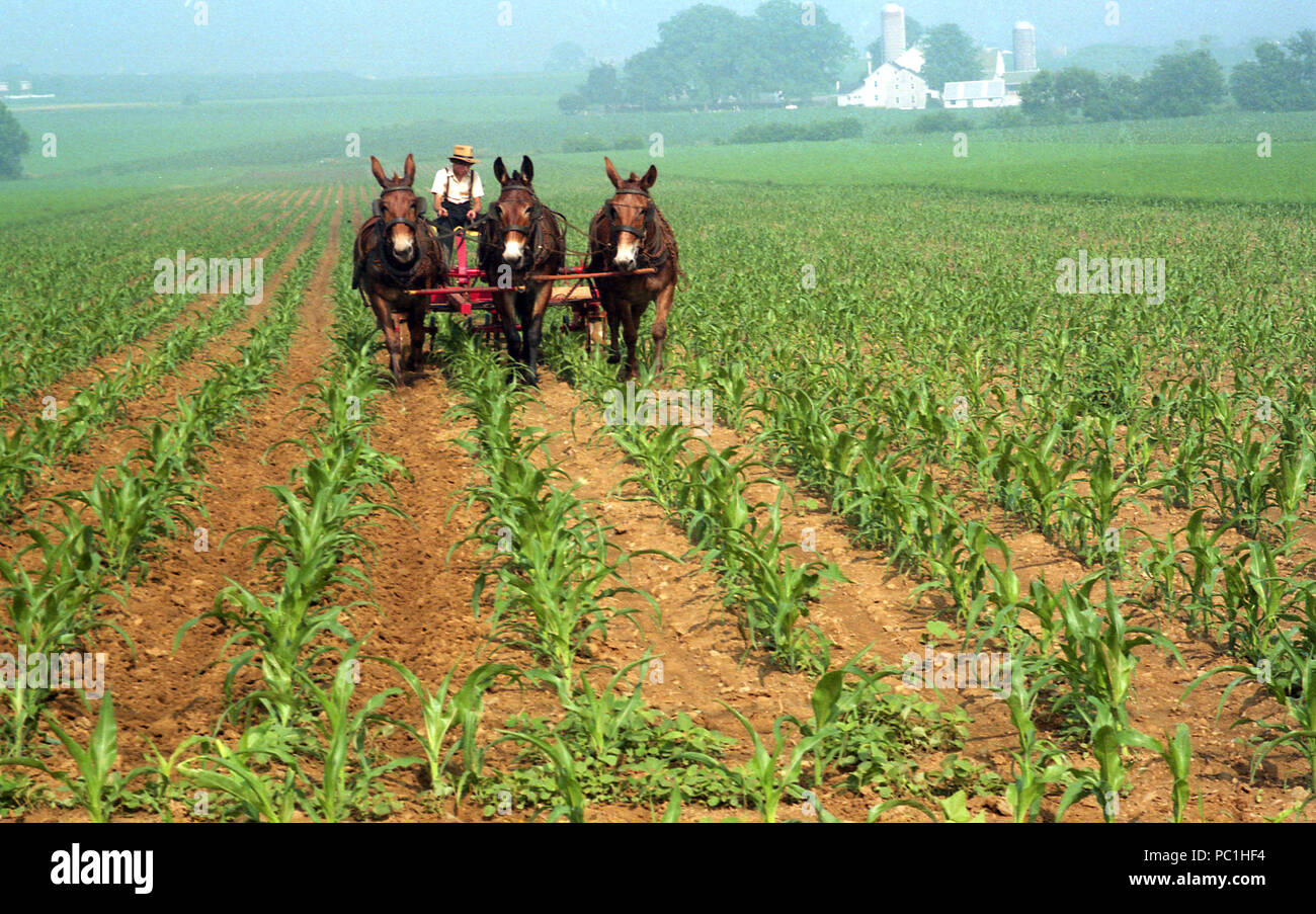 Amish uomo che lavora sul campo. In Pennsylvania, degli anni ottanta. Foto Stock