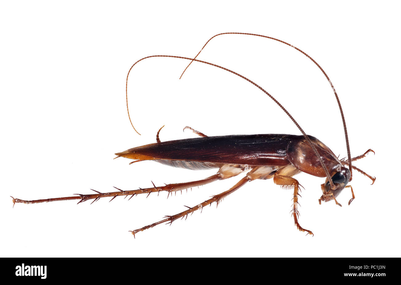 American Cockroach, Periplaneta americana Foto Stock