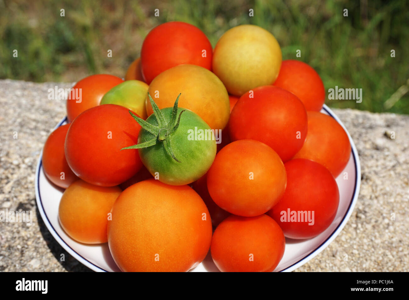 Rossi freschi pomodori ciliegia su un piattino con uno verde sulla parte superiore. Agricola e homegrown, il giardino e il concetto di azienda agricola Foto Stock