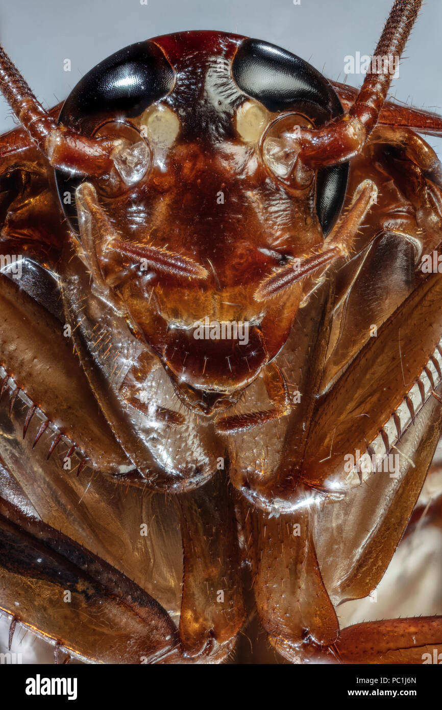 Silo scarafaggio americano scarafaggio - Periplaneta americana Foto Stock