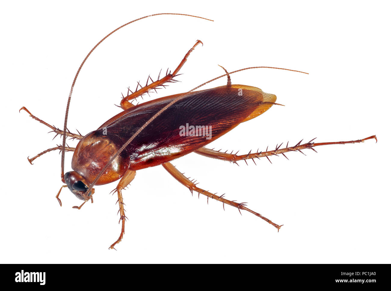 Silo scarafaggio americano scarafaggio - Periplaneta americana Foto Stock
