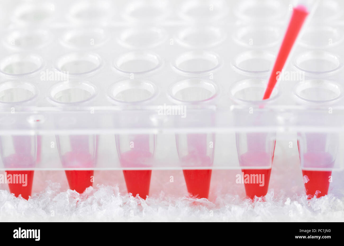 Punta di plastica riempiti in rosso con la miscela di reazione e di plastica monouso pozzetti per amplificare DNA, spazio di testo Foto Stock