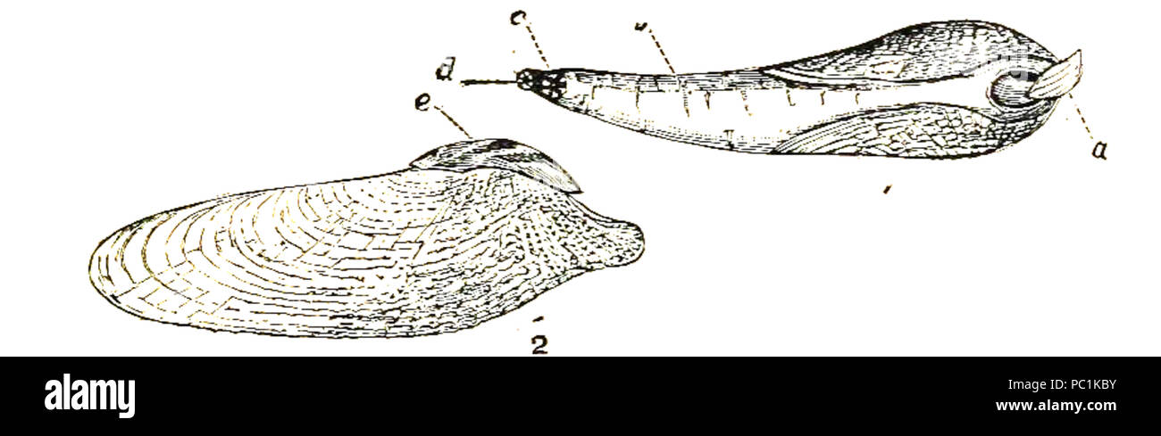 481 Pholas dactylus 001 Foto Stock