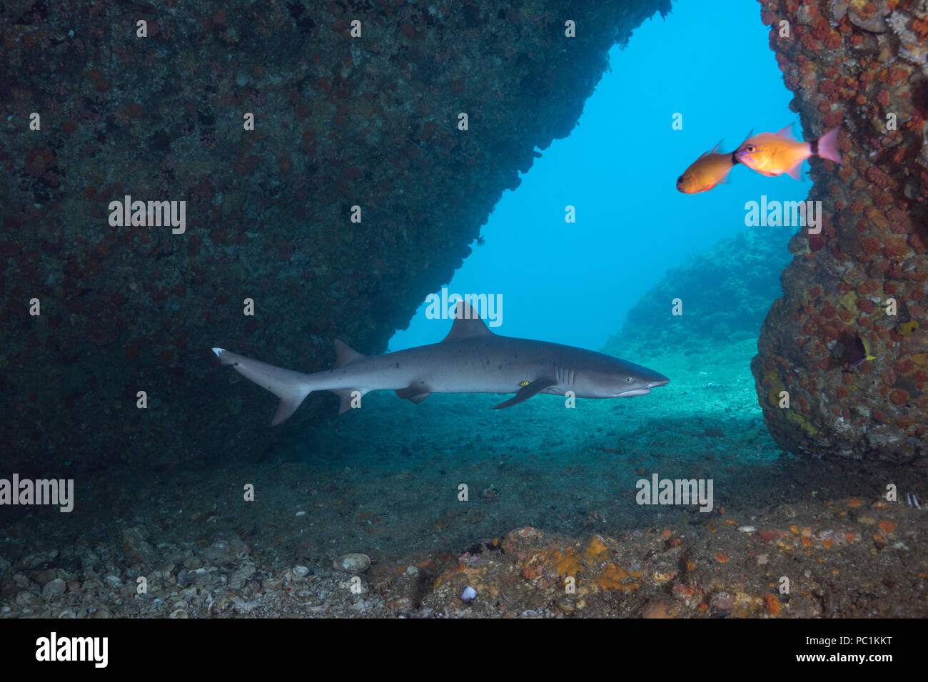 Whitetip reef shark, Triaenodon obesus, in corrispondenza della bocca della caverna, con piccolo pesce pilota accanto a destra pinna pettorali, Gato Island, off, Malapascua Cebu, Phili Foto Stock