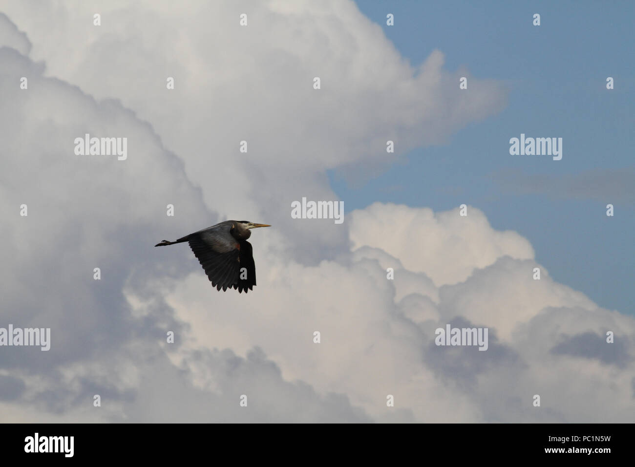 Un Airone che vola da in un giorno nuvoloso con ali fuori teso Foto Stock