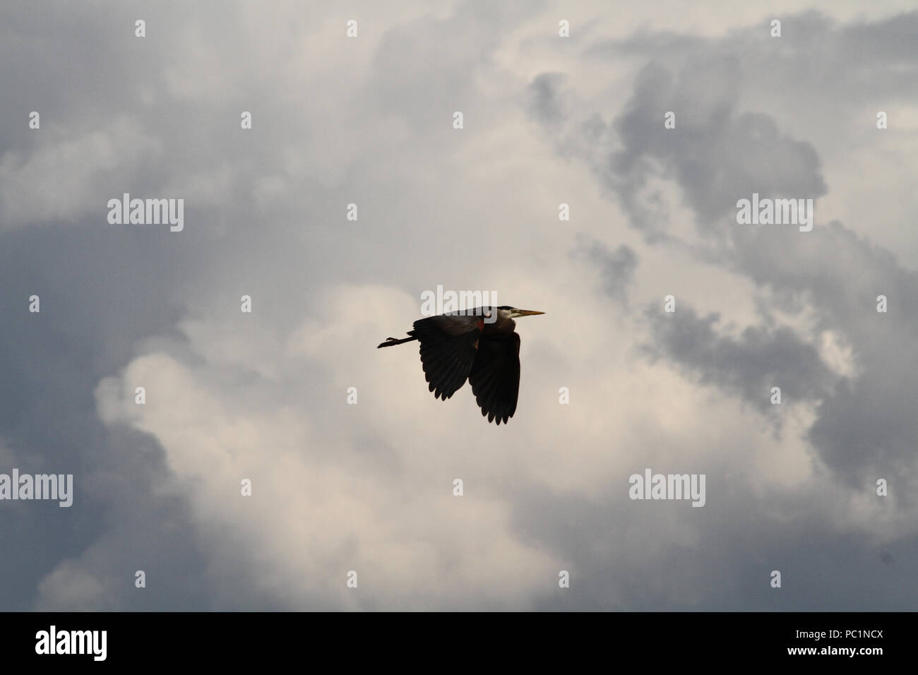 Un Airone che vola da in un giorno nuvoloso con ali fuori teso Foto Stock