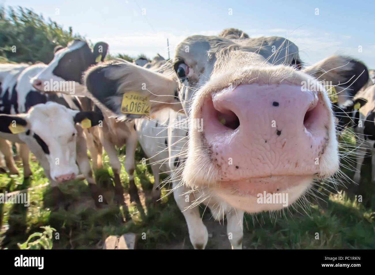 Vacca bianca close up ritratto su pascolo.animale da azienda cercando nella fotocamera con obiettivo grandangolare.divertenti e animali adorabili.Bovini Uk.Funny vacche. Foto Stock