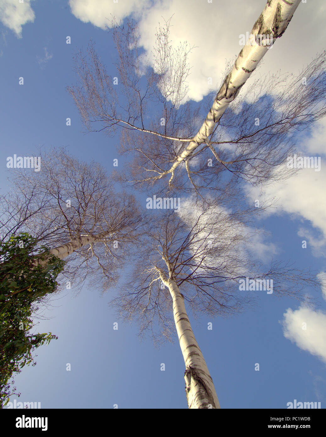 Silver birch guardando il cielo blu con nuvole bianche Foto Stock