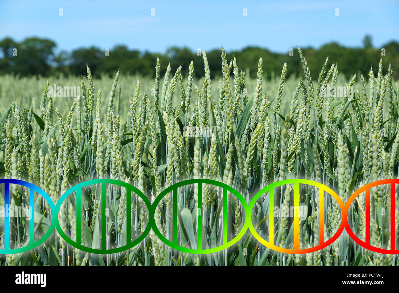 Modifica del genoma o ingegneria genetica concetto, la doppia elica del DNA su frumento campo di coltivazione Foto Stock