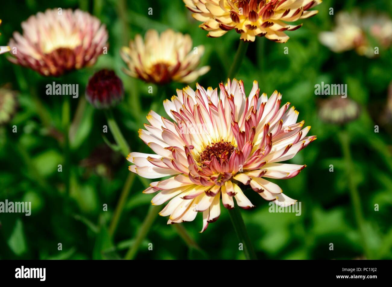 Calendula officinalis tramonto Buff soft Albicocche Pesche fiori con dorsi rosso Foto Stock