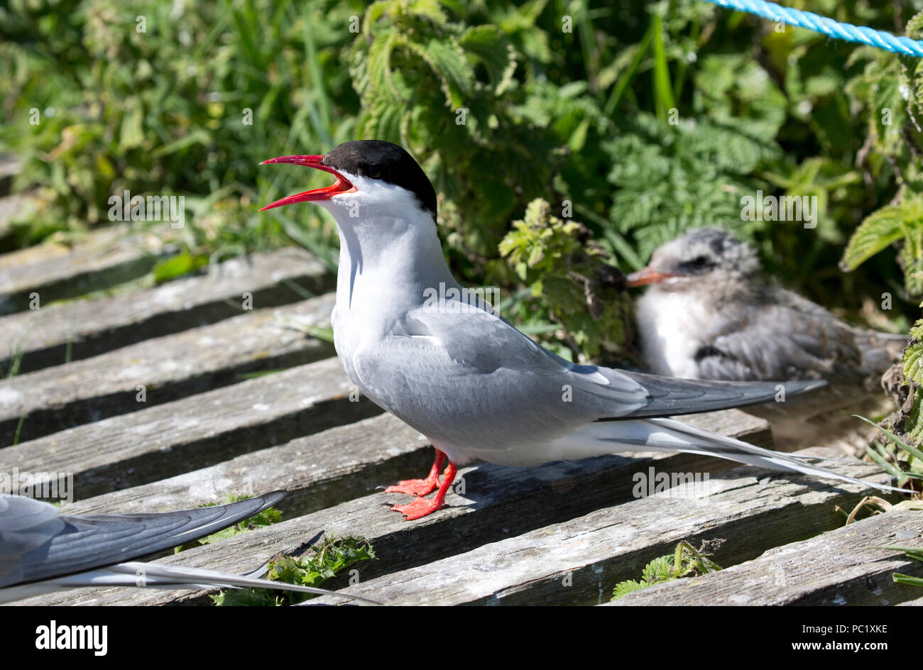 Arctic tern pulcino di protezione Foto Stock