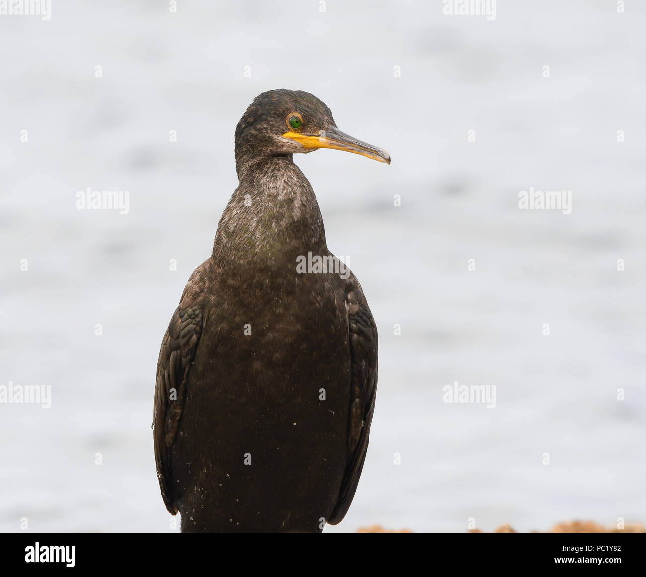 Los cormoranes tienen onu poco plumaje impermeabilizado debido al escaso desarrollo de su glándula uropigial y como consecuencia a la escasa secreción Foto Stock