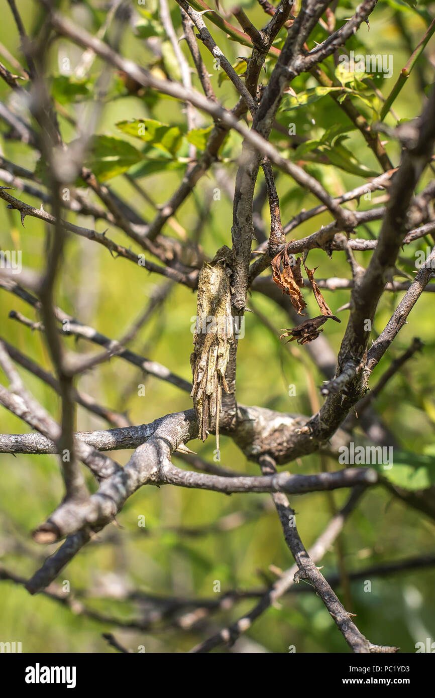 Unico caso di bagworm moth realizzato di materiale vegetale Foto Stock