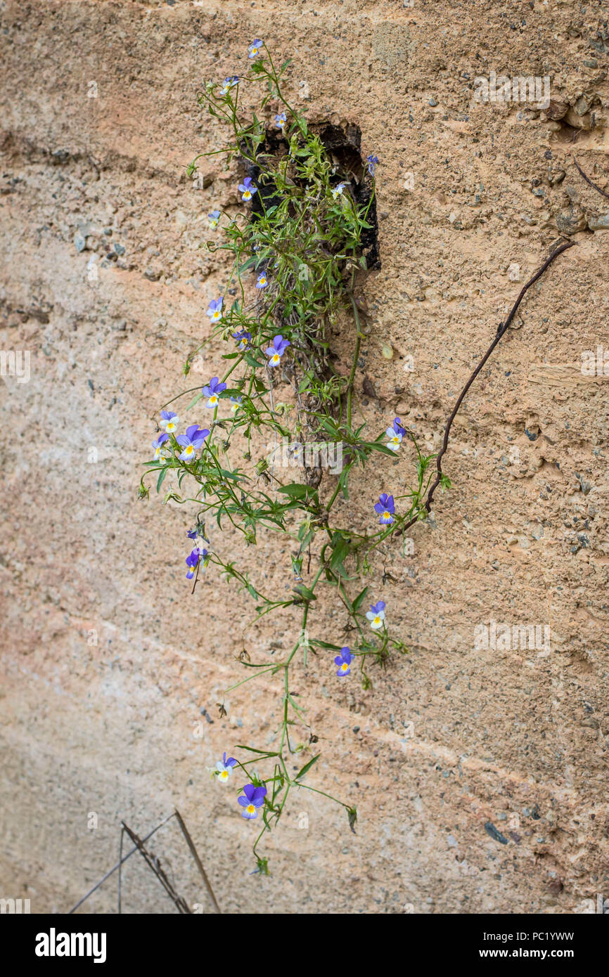 Viola pianta tricolore appeso dal foro nel muro di cemento Foto Stock