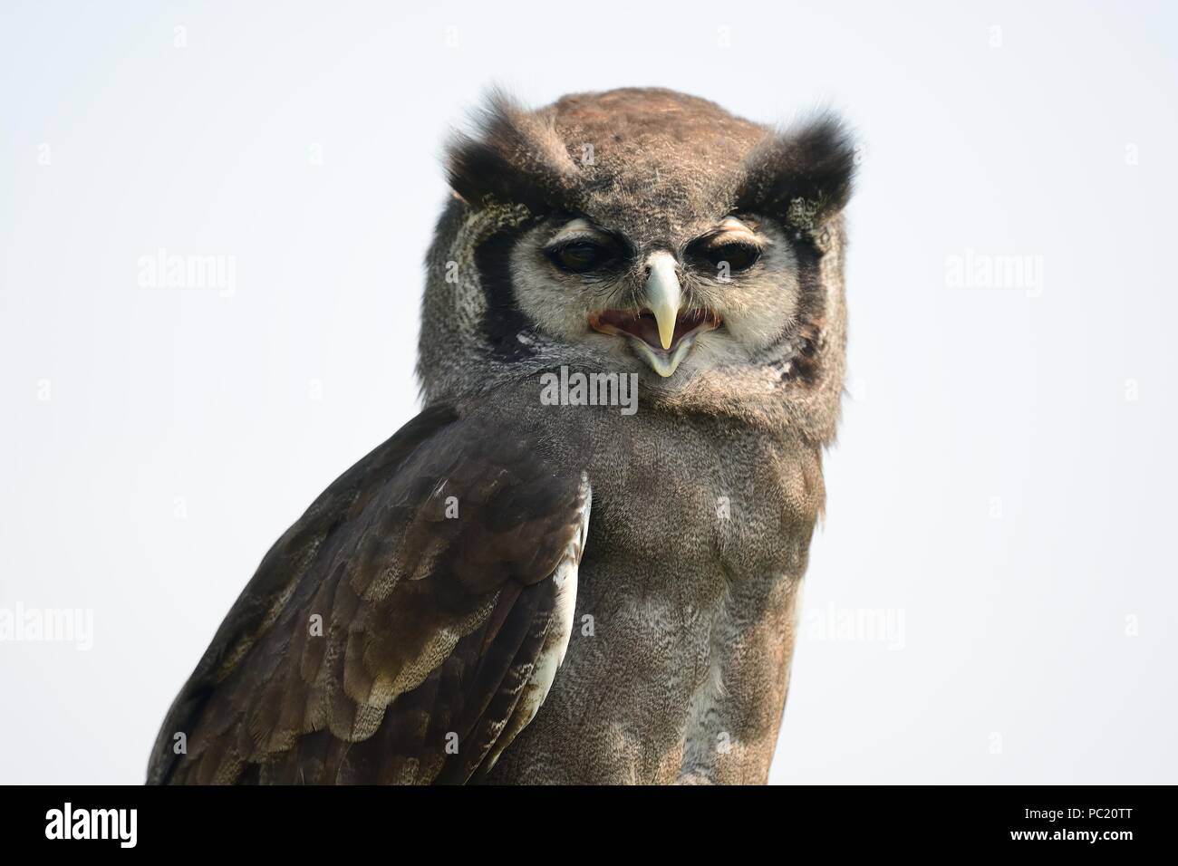 Ritratto di un Vereaux il gufo reale Foto Stock