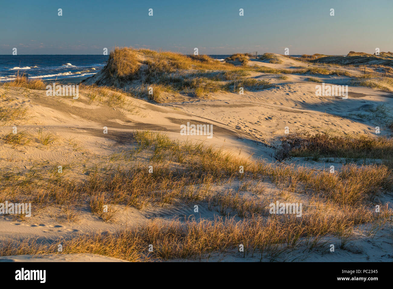 Nel tardo pomeriggio autunno 'magic hour' la luce del sole si diffonde oro su dune di spiaggia e mare di erba, con il surf e cielo all'orizzonte, Outer Banks, NC. Foto Stock