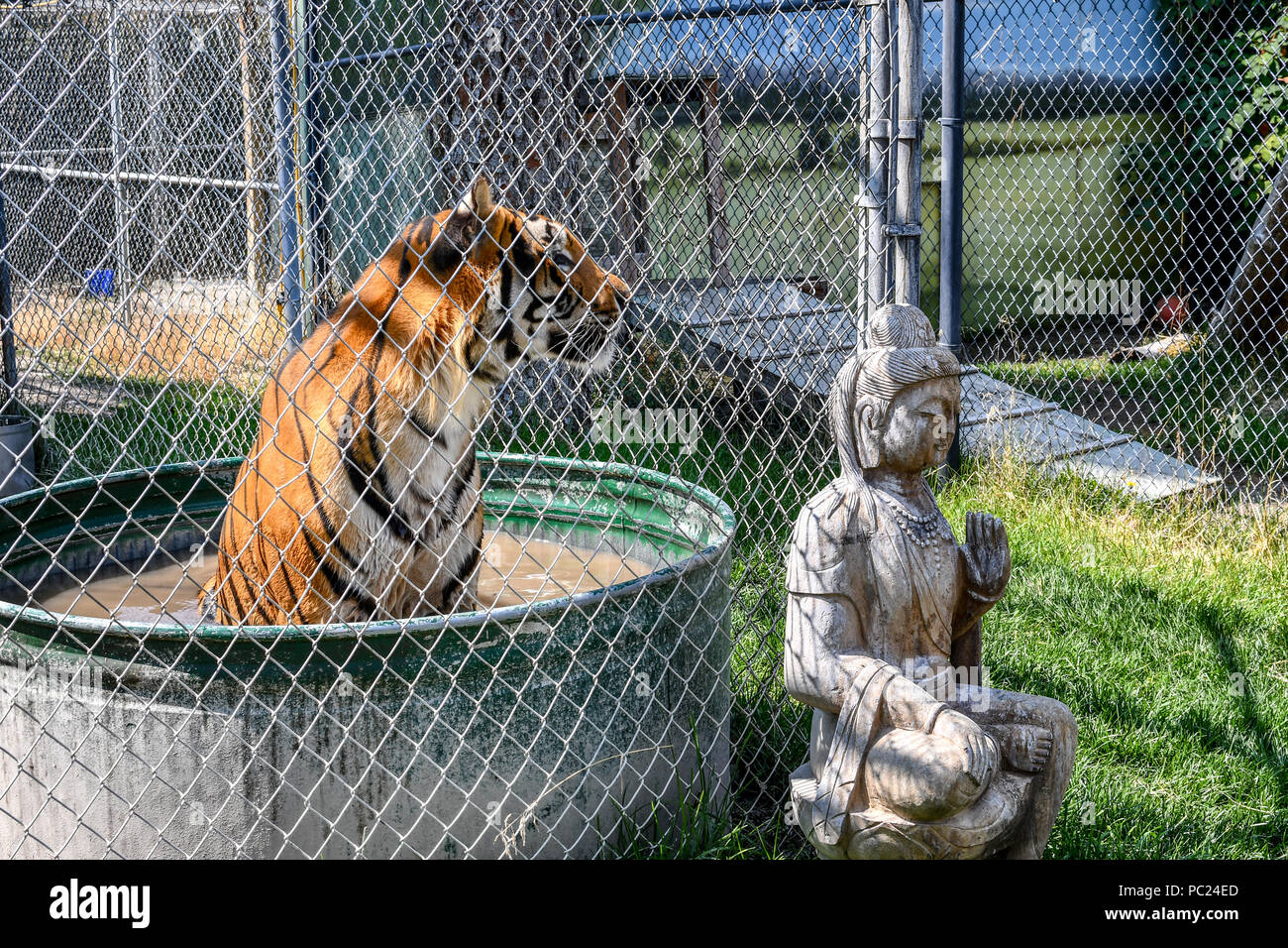 Una splendida tigre del Bengala si siede in una vasca di acqua in una gabbia piccola allo zoo. Foto Stock