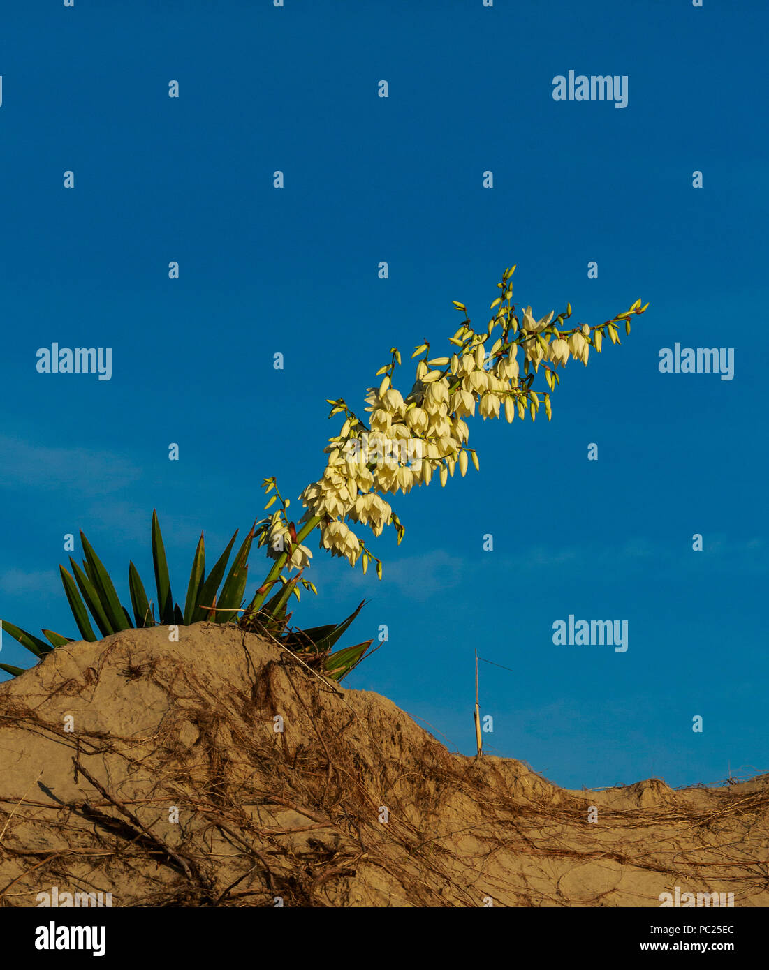Una sola fioritura di Yucca gloriosa (genere Asparagaceae) sovrasta una mattina spiaggia duna, incorniciato dalle dune al di sotto di mattina blu cielo, Outer Banks, NC Foto Stock