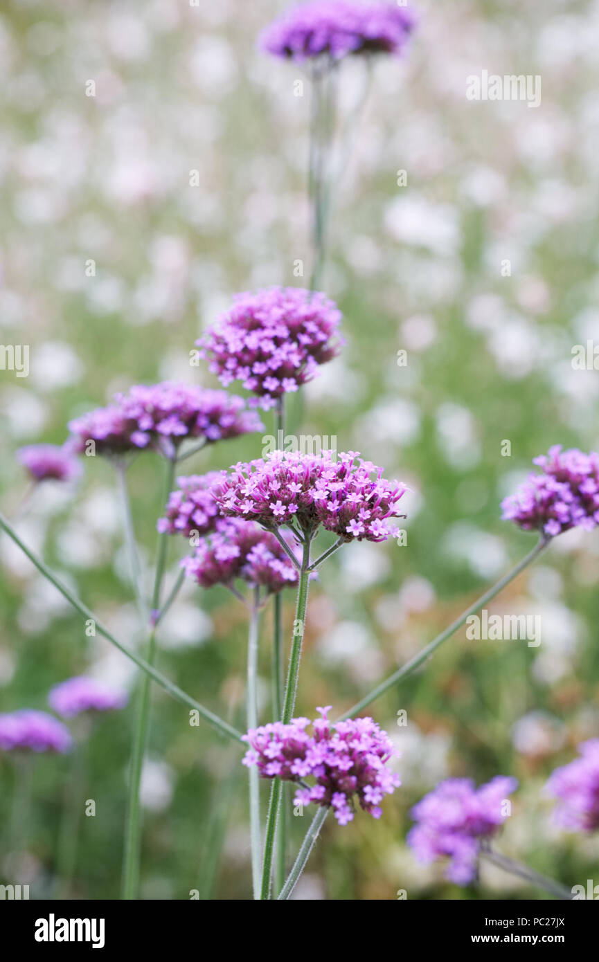 Verbena bonariensis contro Gaura fiori. Foto Stock