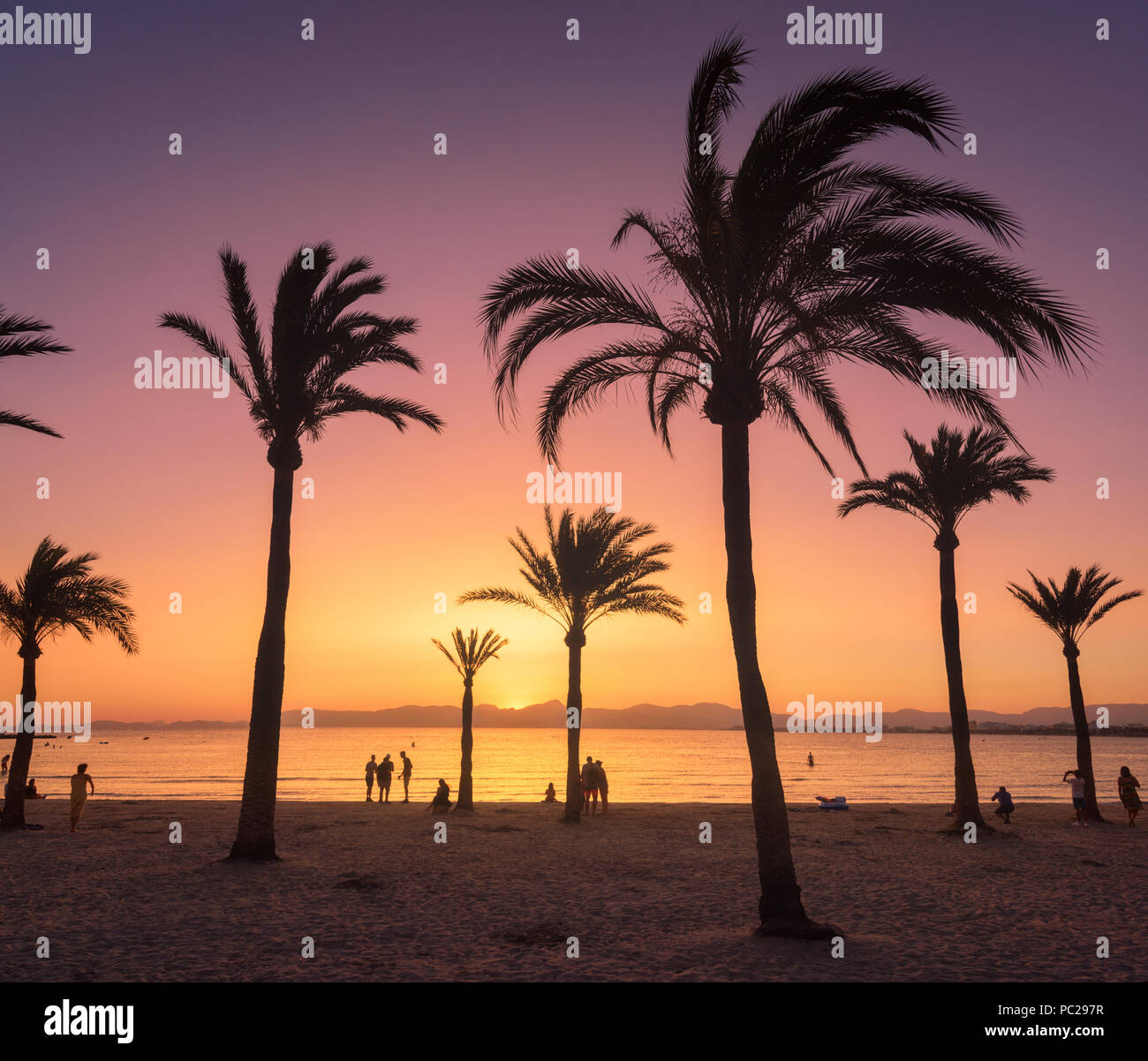 Sagome di alberi di palma contro il cielo colorato al tramonto. Paesaggio tropicale con palme sulla spiaggia di sabbia, mare e sole in oro in serata in summe Foto Stock