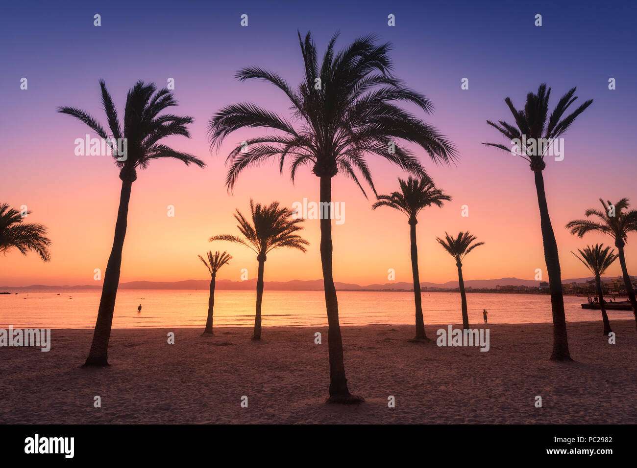 Sagome di alberi di palma contro il cielo colorato al tramonto. Paesaggio tropicale con palme sulla spiaggia di sabbia, mare e sole in oro in serata in summe Foto Stock