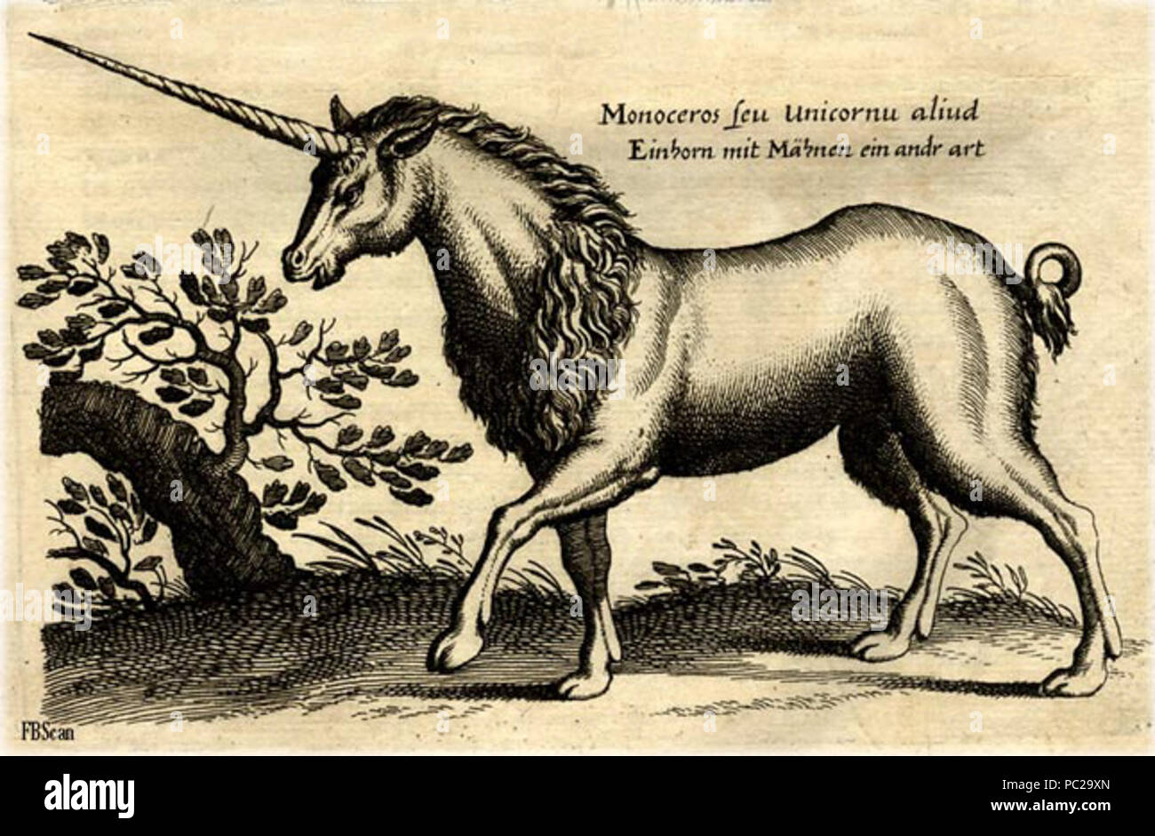 422 Monoceros2G Foto Stock