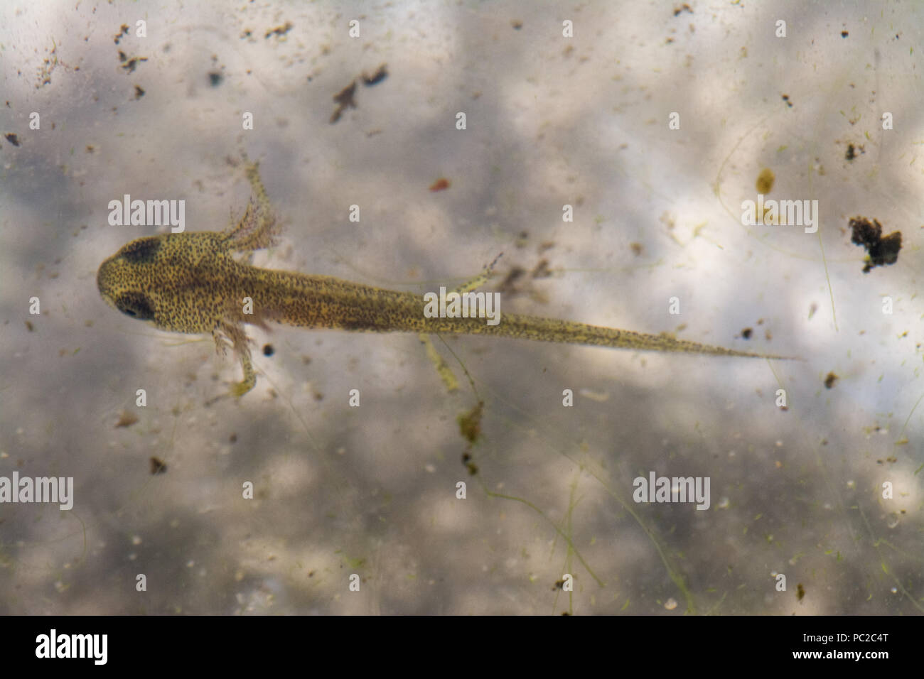 Giovani newt liscia (comune tritone, Lissotriton vulgaris) nella fase acquatica, nuotare in un laghetto in giardino durante la stagione estiva Foto Stock