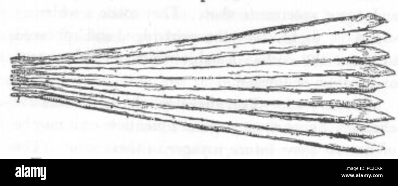 439 zattera nativo (scoperte in Australia) Foto Stock