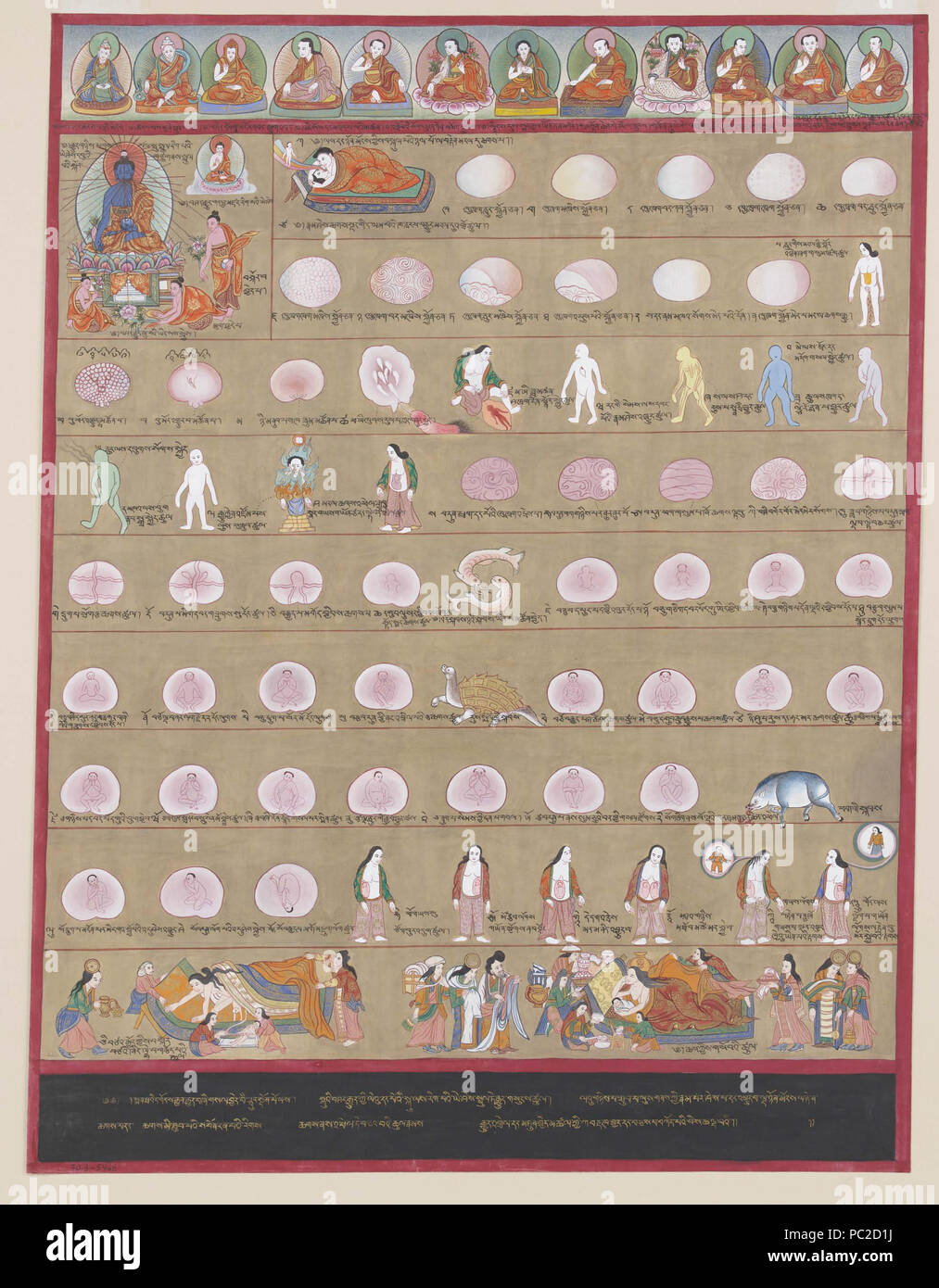 593 Il blu Beryl-Human embriologia Foto Stock