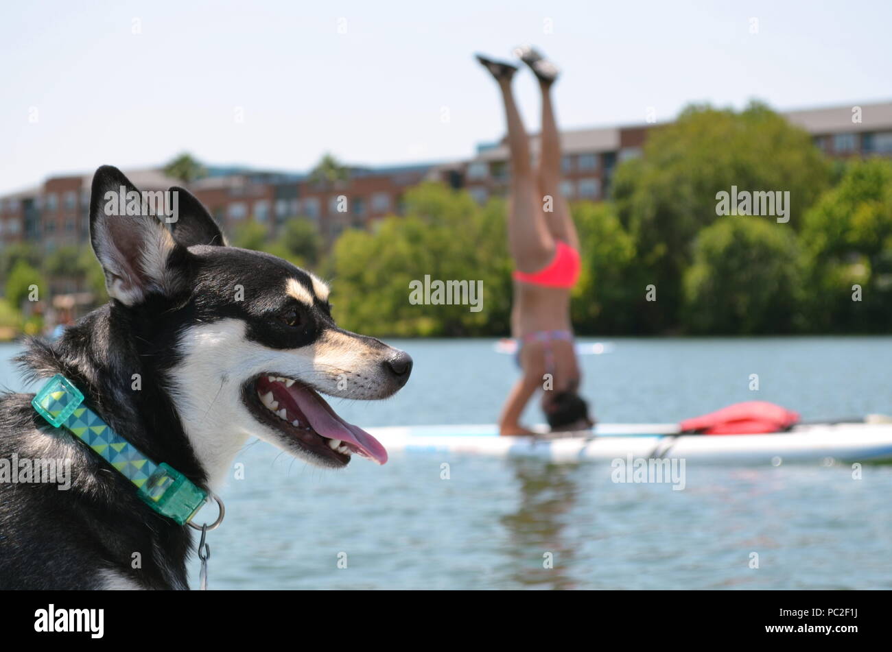 Un cane sembra non impressionati con una ragazza headstand mentre paddle boarding. Foto Stock