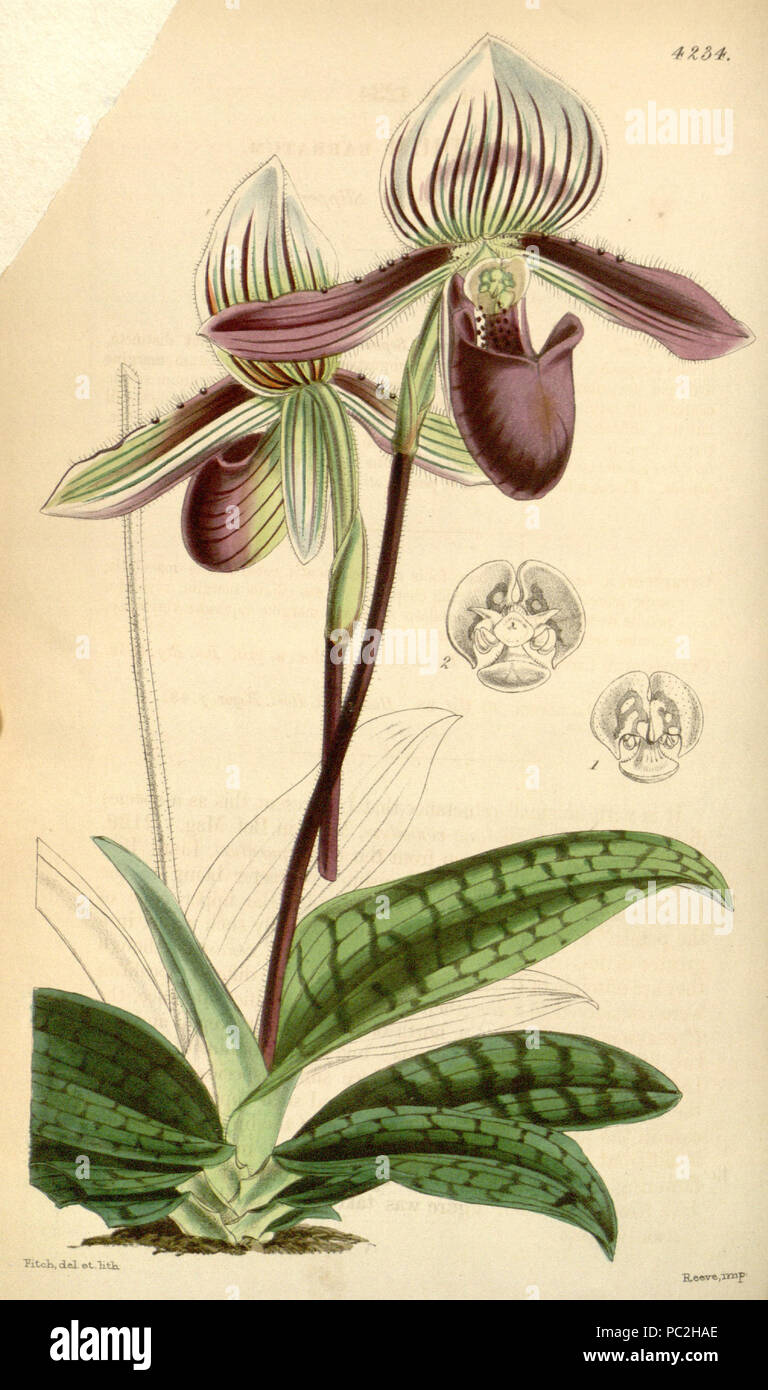 466 Paphiopedilum barbatum (come Cypripedium barbatum) - Curtis' 72 (Ser. 3 no. 2) pl. 4234] (1846) Foto Stock