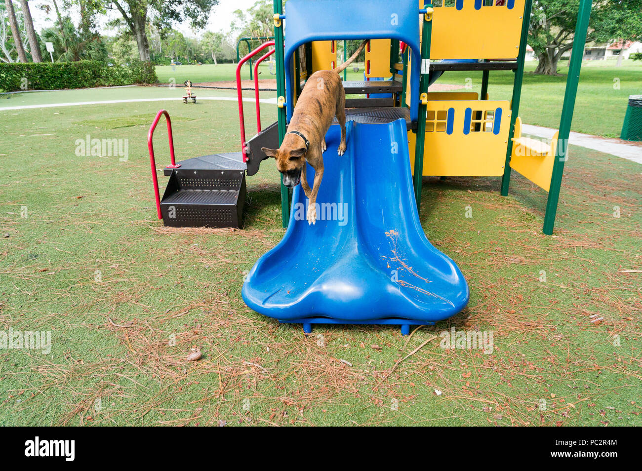 Cane su un parco giochi a scuola Foto Stock