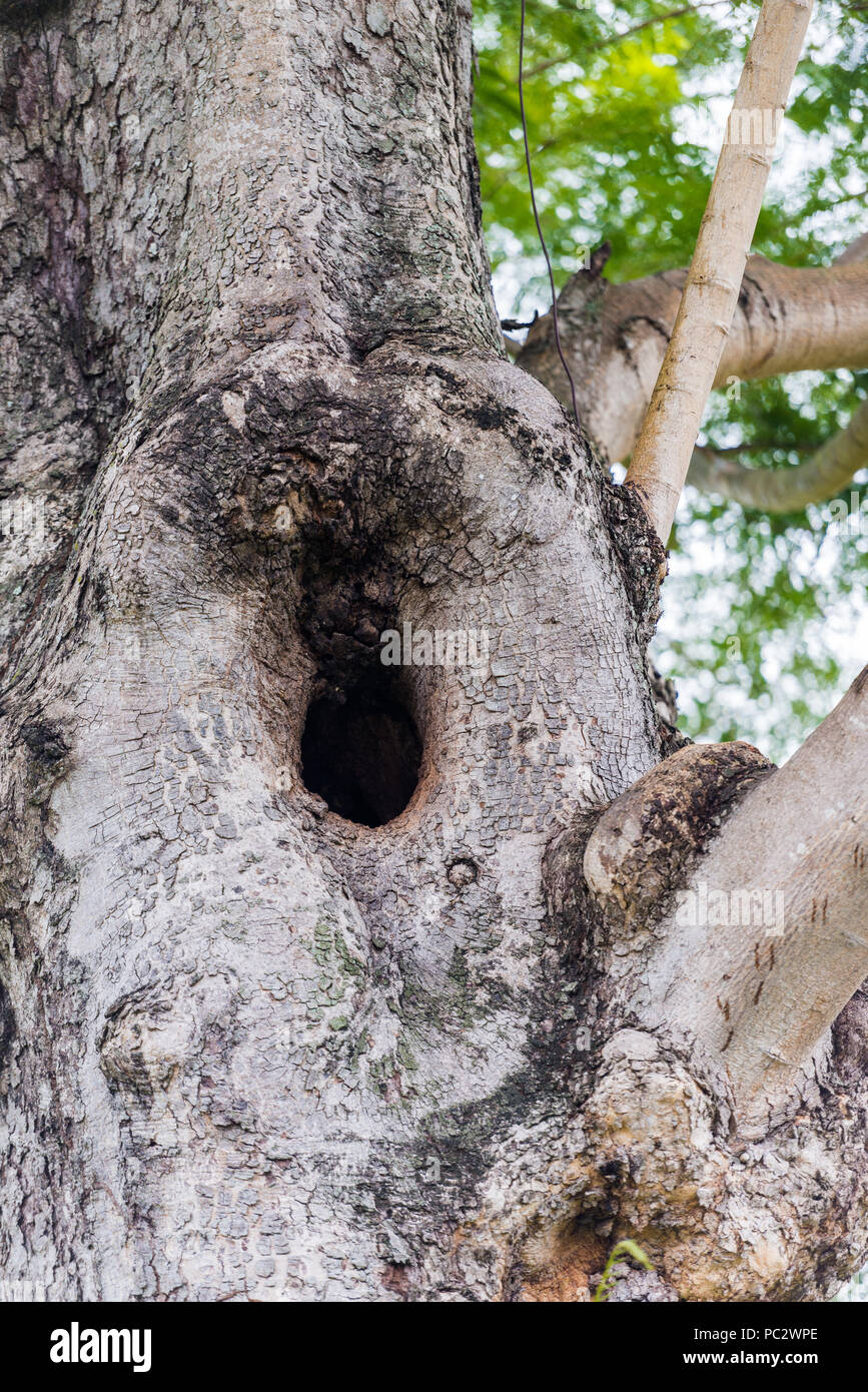 Albero in Trinidad e Tobago, Sud America Foto Stock