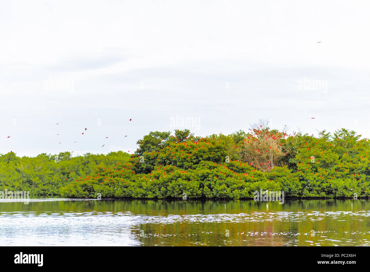 La natura e le acque di Trinidad e Tobago, Sud America Foto Stock