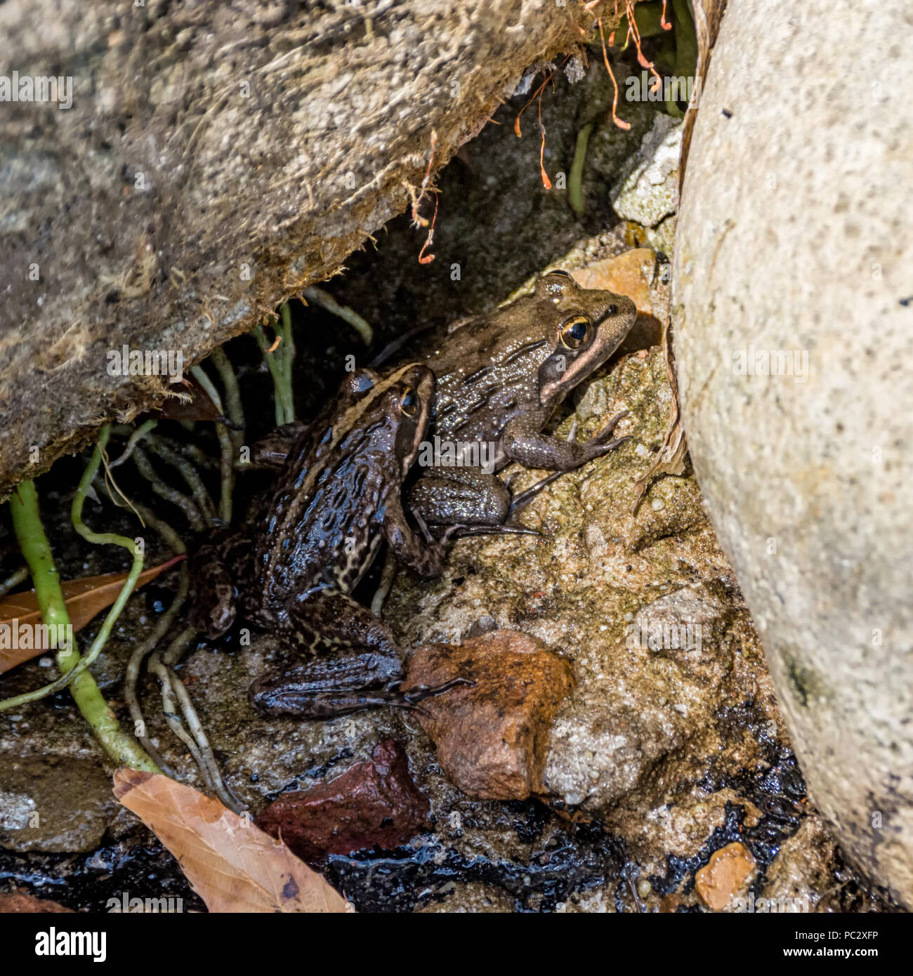 Una coppia di Capo fiume rane coniugata in Africa australe Foto Stock