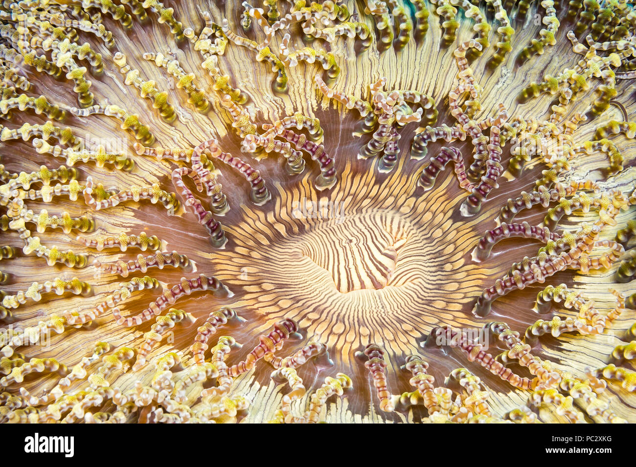 Le perline, anemone Heteractis aurora, ha molti nomi comuni compresi host aurora anemone, sabbia anemone, moquette anemone, appartamento anemone, mais, anemone Foto Stock